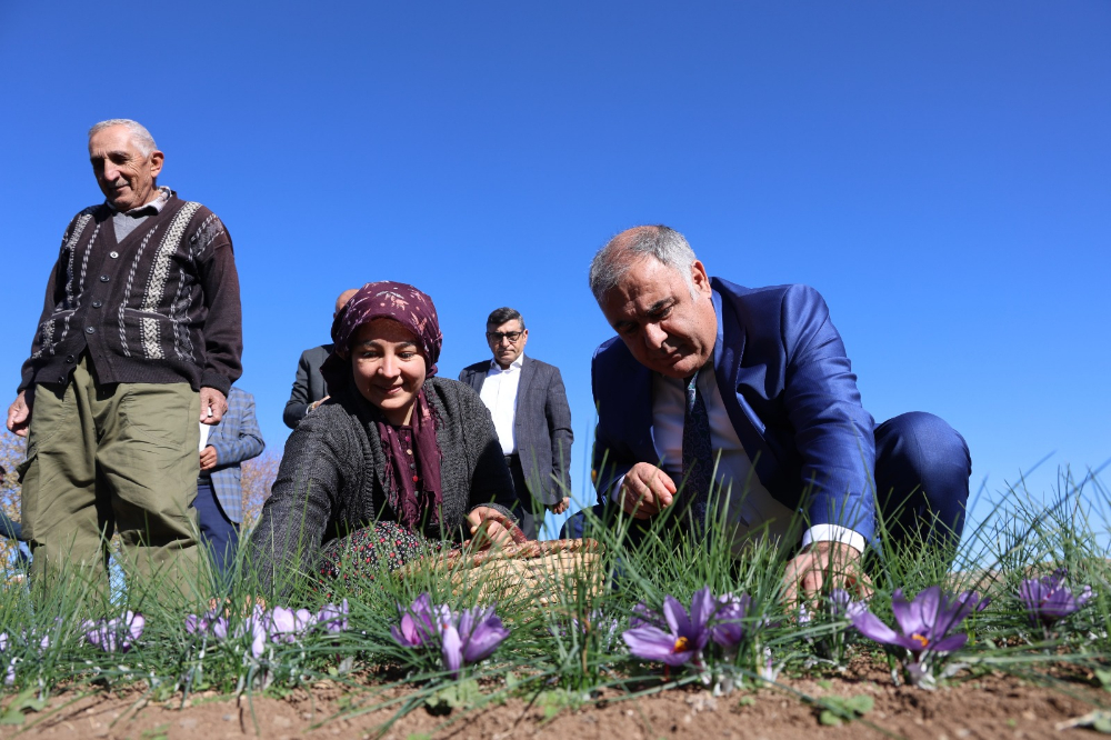 Elazığ'da Safran Bitkisi Hasadı Başladı